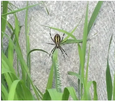 "Паук - тигр".