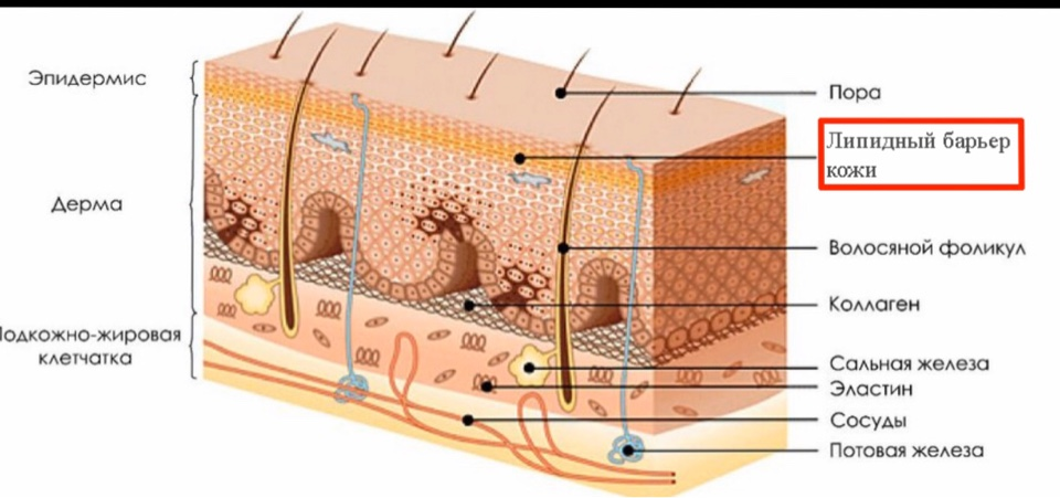 Строение кожи