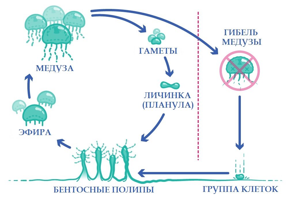 Источник: science.org.au