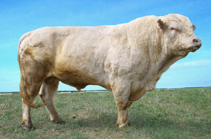 Бык-производитель.