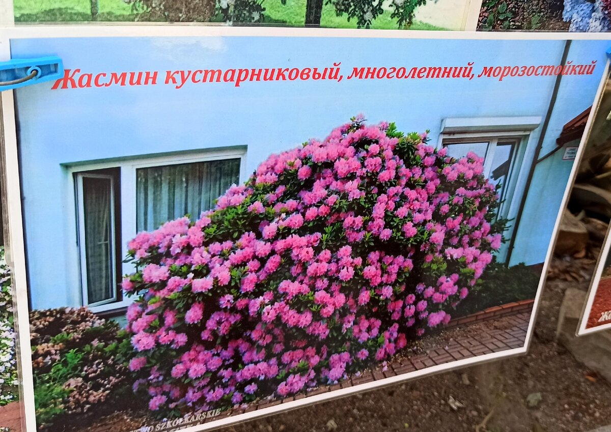 Вот это чудо по обещанию дяденьки-садовода должно было пахнуть так, что все соседки по даче непременно лопнули бы от зависти!