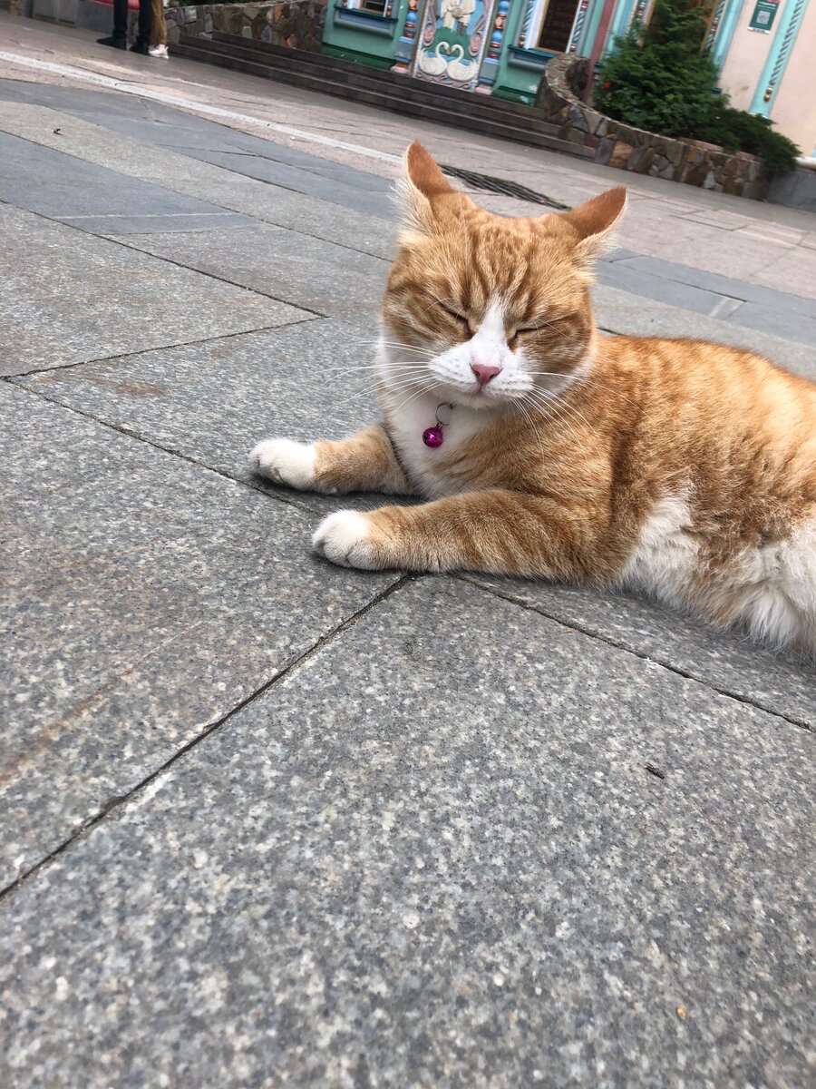 Местный пушистый житель Кремля