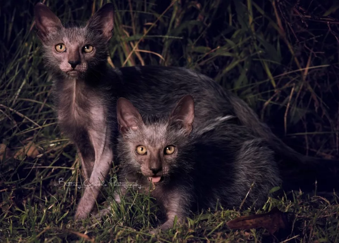 Фото с Яндекс Картинки