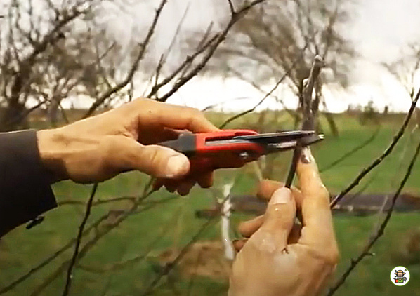 Обрезка яблони