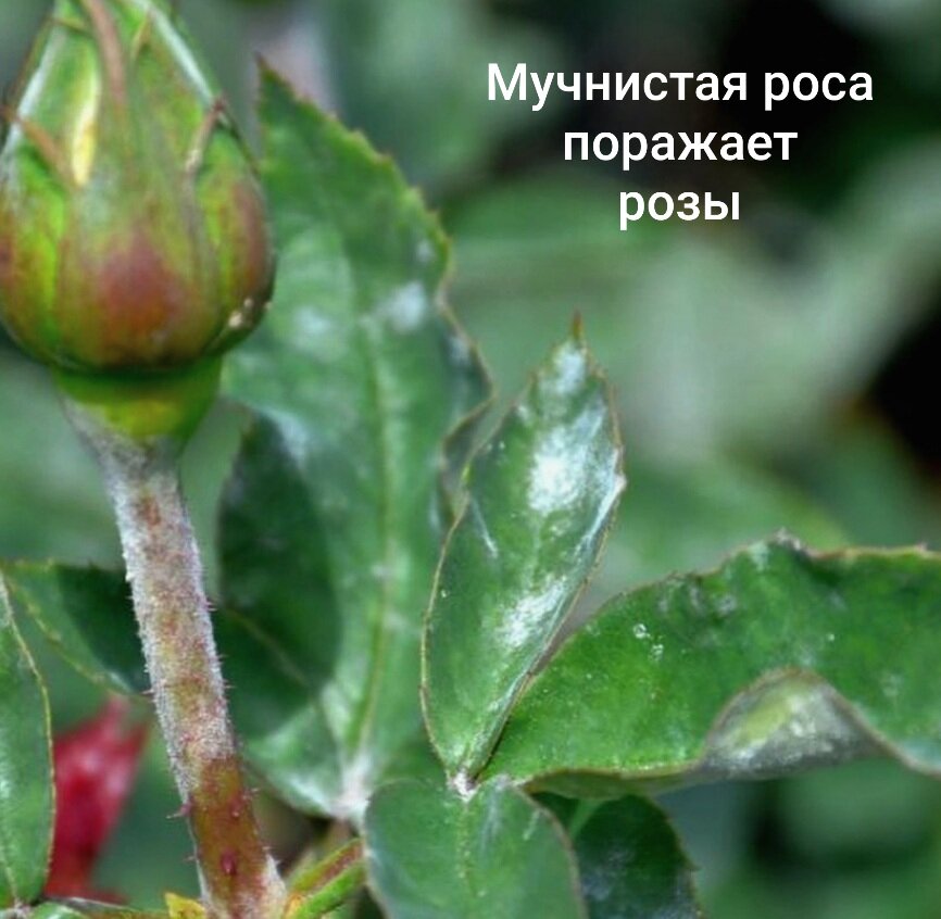 Мучнистой росе в осенний период подвержены все виды растений