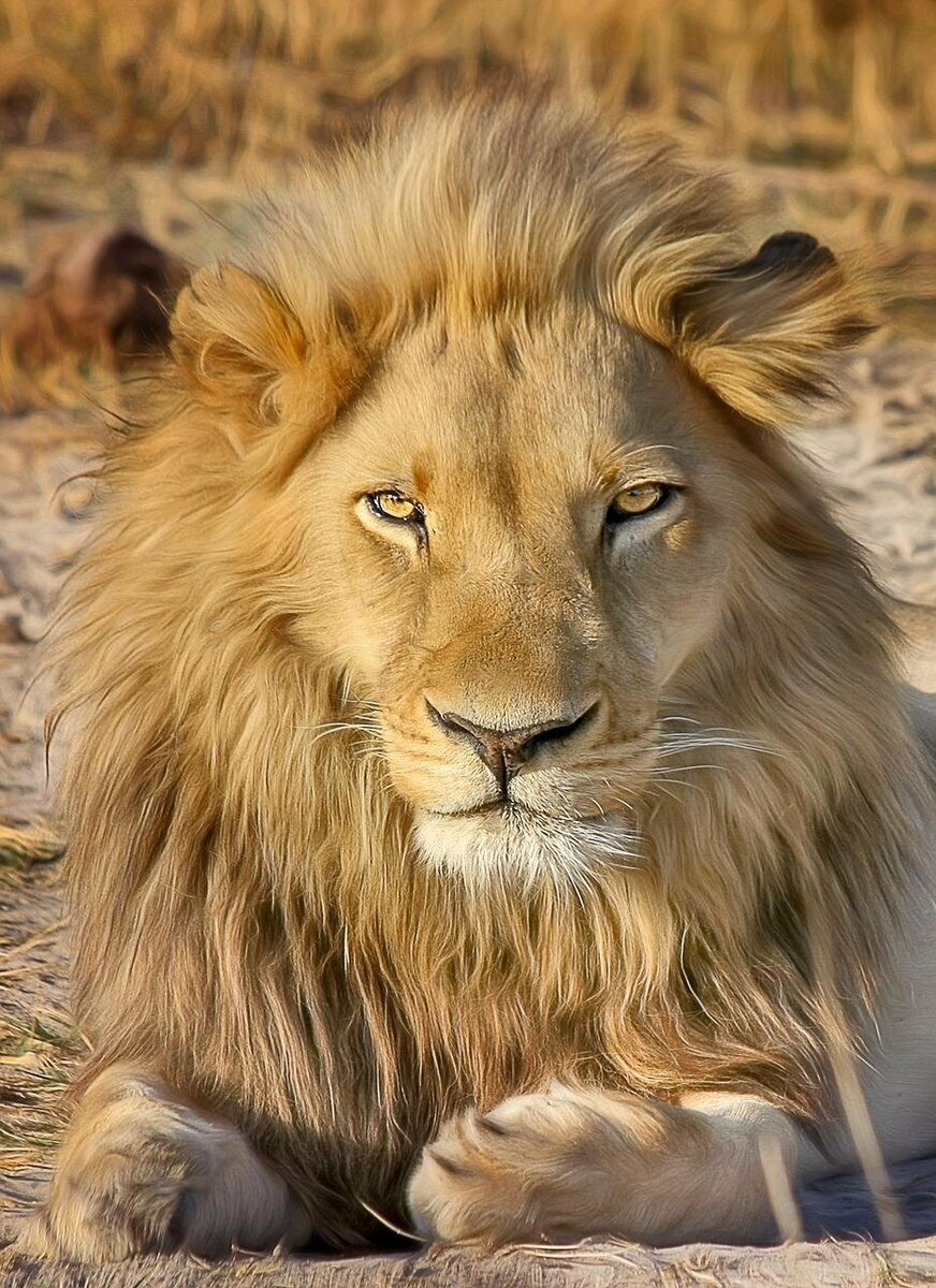 Лев[1] (лат. Panthera leo) — вид хищных млекопитающих, один из пяти представителей рода пантер (Panthera), относящегося к подсемейству больших кошек (Pantherinae) в составе семейства кошачьих (Felidae). Наряду с тигром — самая крупная из ныне живущих кошек, масса некоторых самцов может достигать 250 кг[2]. Трудно сказать достоверно, массивнее ли крупнейшие подвиды льва, чем крупнейшие подвиды тигров. Связано это с тем, что исторические очень крупные веса амурских тигров в большинстве своём признаны недостаточно достоверными[3]. Достаточными данными о размерах и массе представителей крупнейших подвидов льва (например, барбарийском) наука не располагает. Что касается живущих в неволе животных, они часто являют собой смешение разных подвидов. Существует мнение, что львы в неволе несколько превышают тигров в размерах и массе[4], так же как и обратное ему.