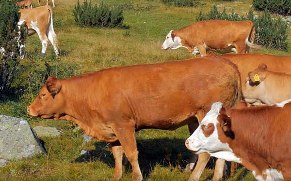 Бизнес-план по выращиванию на мясо бычков