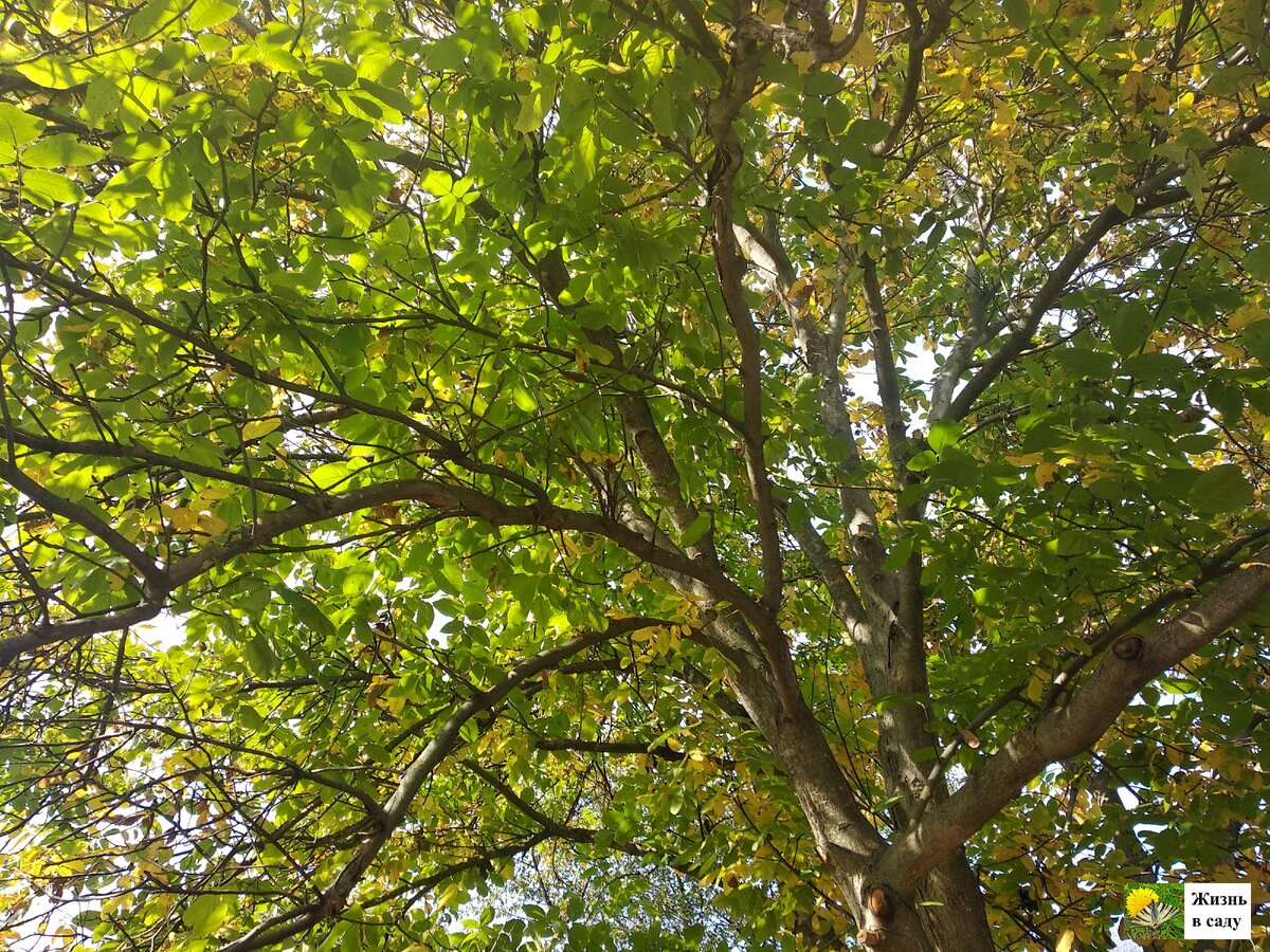 Когда мы после покупки нашего участка освободили дерево грецкого ореха от зарослей терновника вокруг, оно стало очень быстро разрастаться в стороны. Теперь это довольно большое дерево