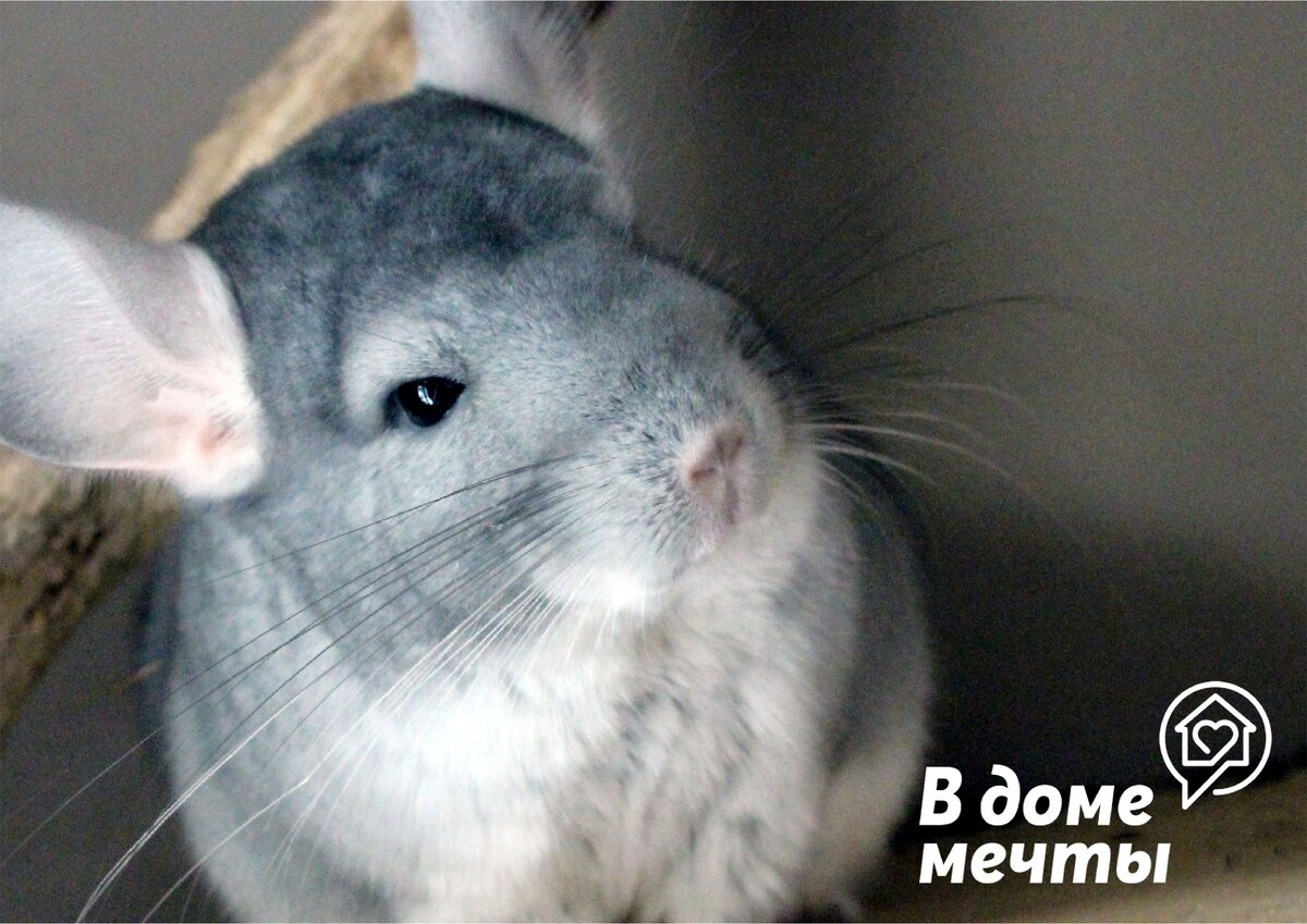 Частота кормления