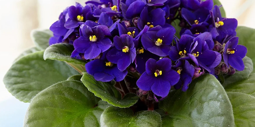 Как пенопласт спасает фиалки