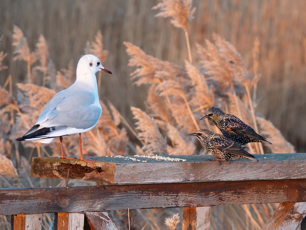 Озерная чайка и скворцы