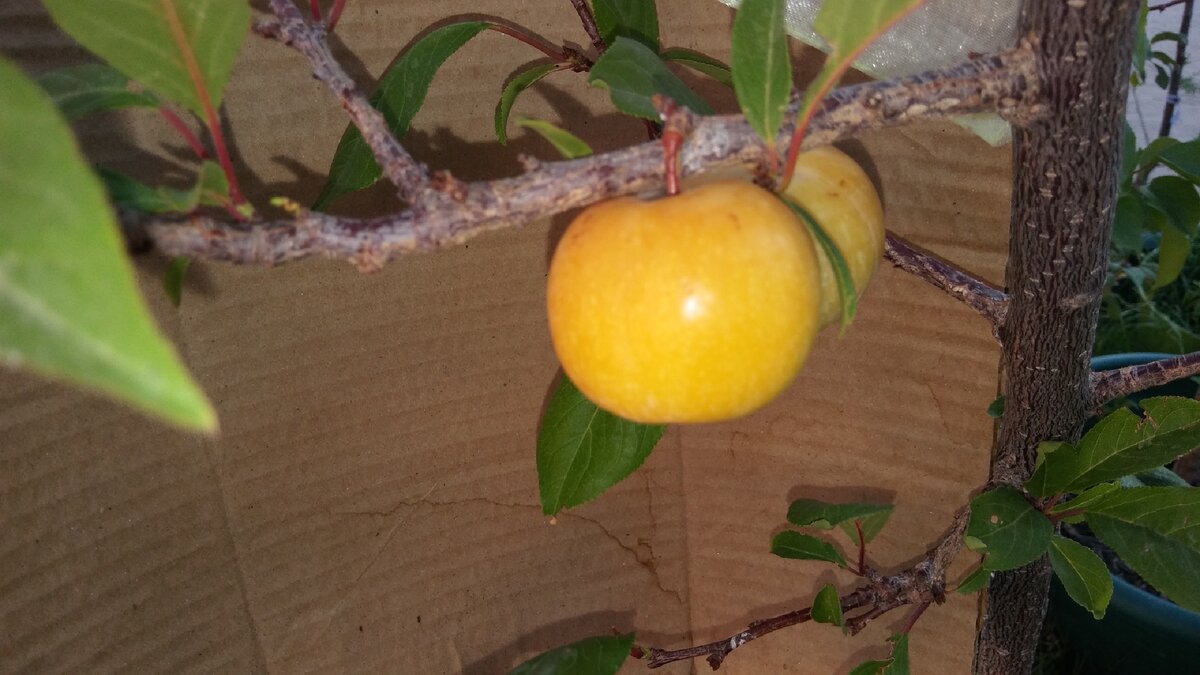 Вызревший плод