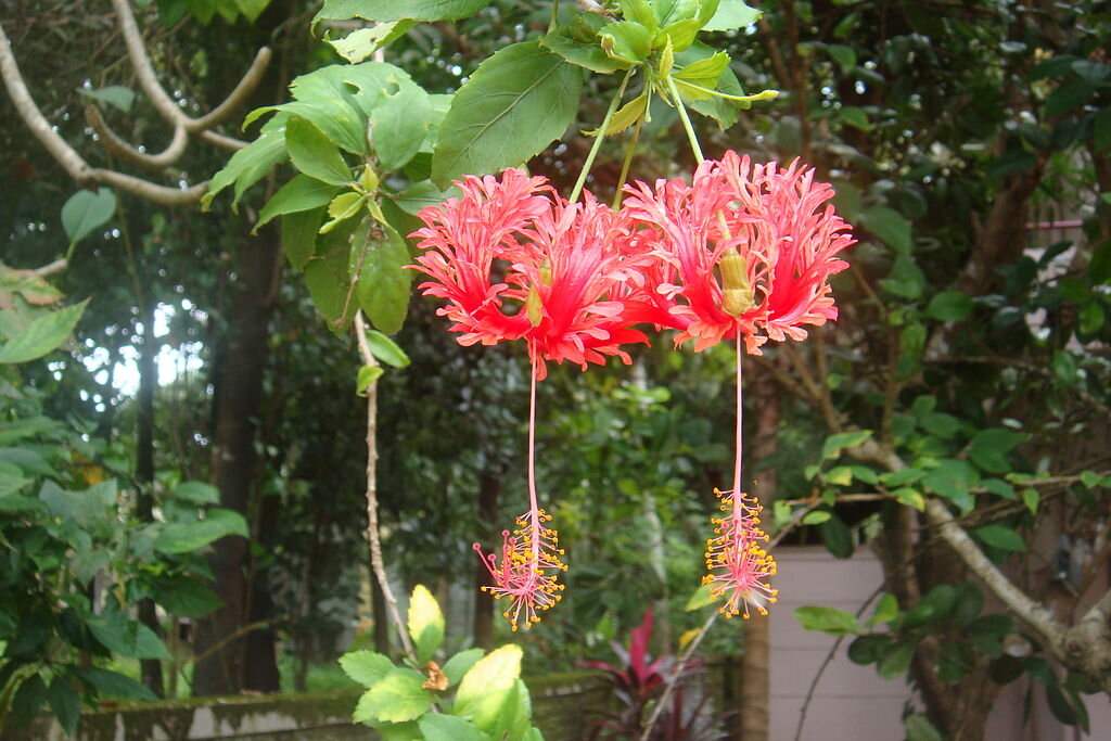 Кенийский гибискус (использовано фото ресурса https://plantasyflores.online)