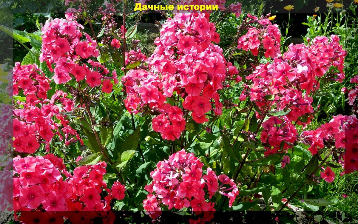  Флокс метельчатый. https://vk.com/photo-159774511_457245407