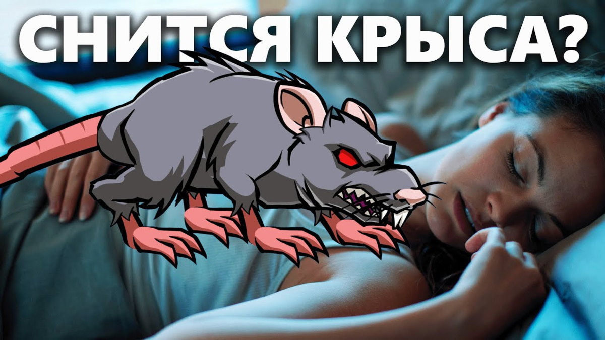 Почему крысы спят. К чему снятся крысы. Крыса во сне к чему снится.