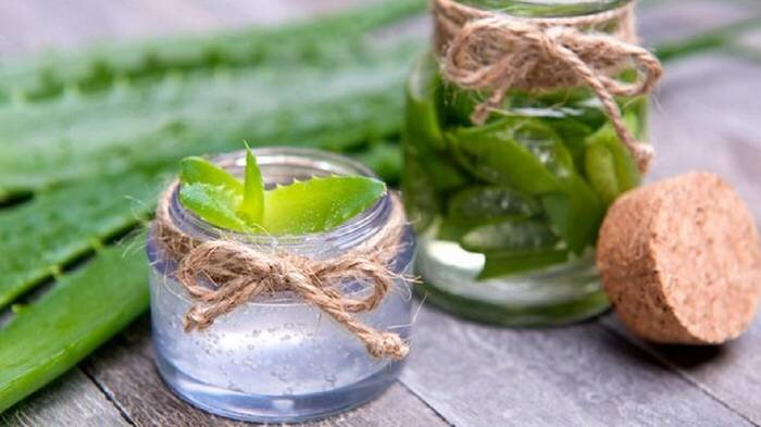 Алоэ вера- домашний лекарь 