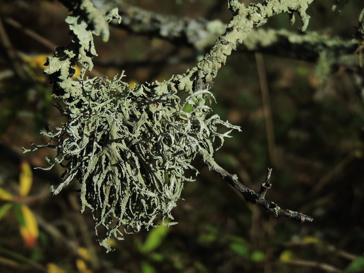 эверния сливовая (Evernia prunastri)