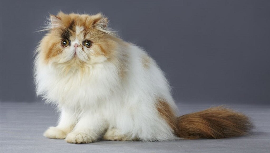 Персидская кошка