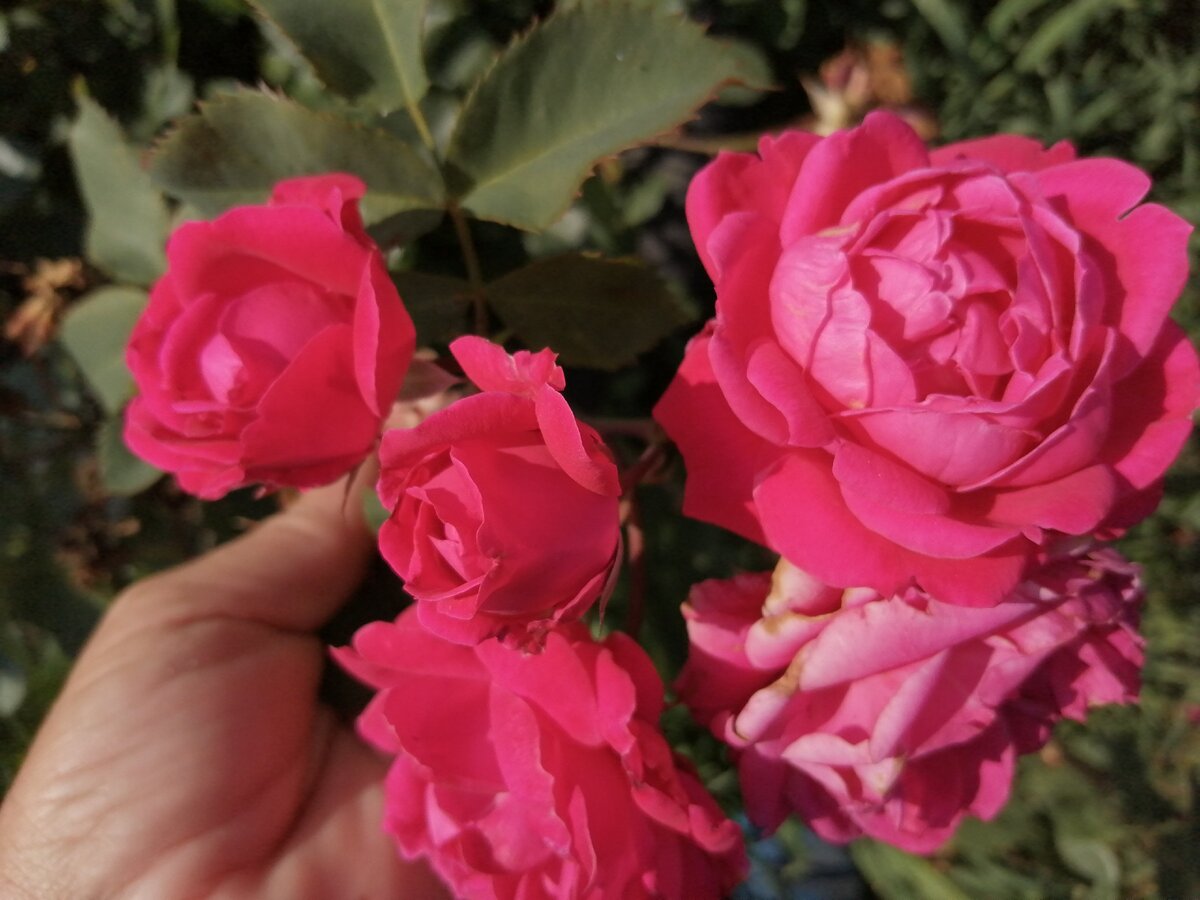 Alexander MacKenzie .  Фото из личного архива.