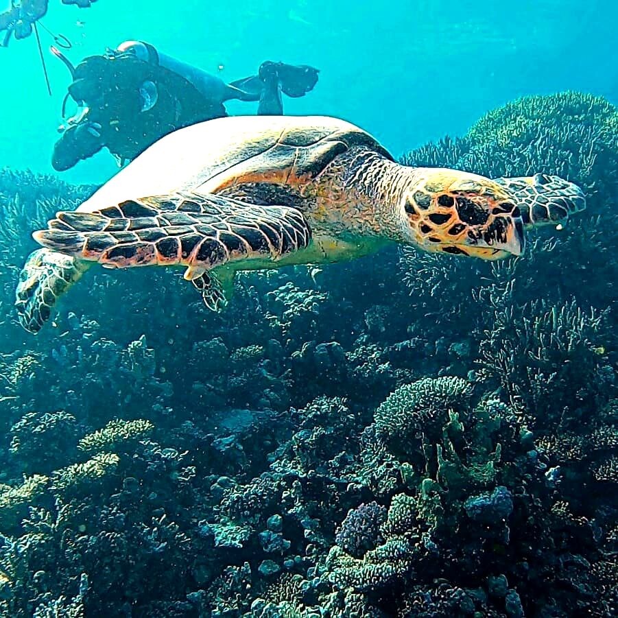 Плавать с маской и трубкой в ​​лагуне лучше всего во время прилива.