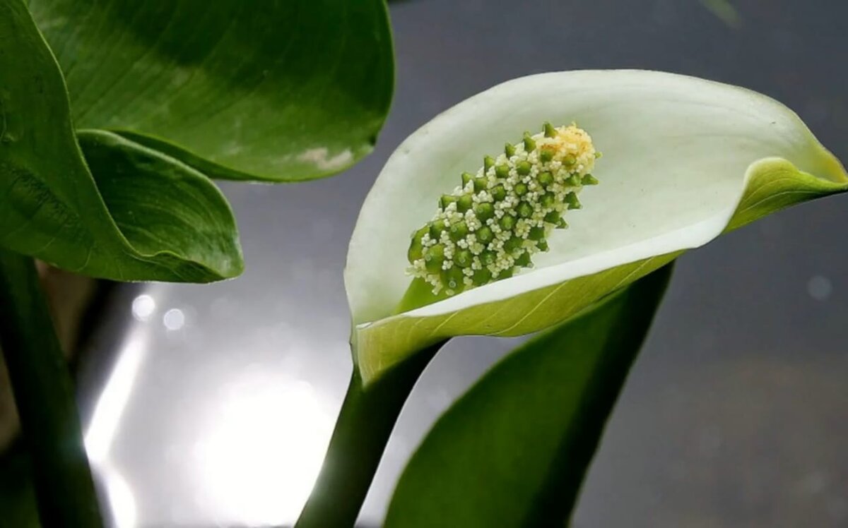 Растения с початком. Белокрыльник (Калла). Растение белокрыльник болотный. Белокрыльник спатифиллум. Белокрыльник соцветие.