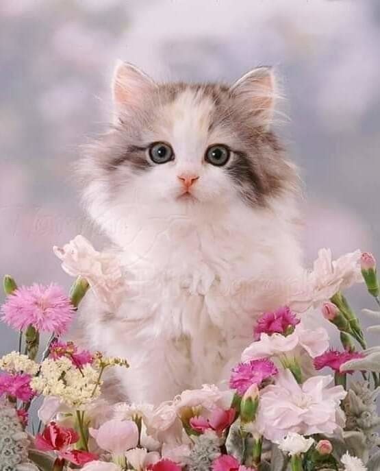 Кошка, фото взято из Яндекс картинки 