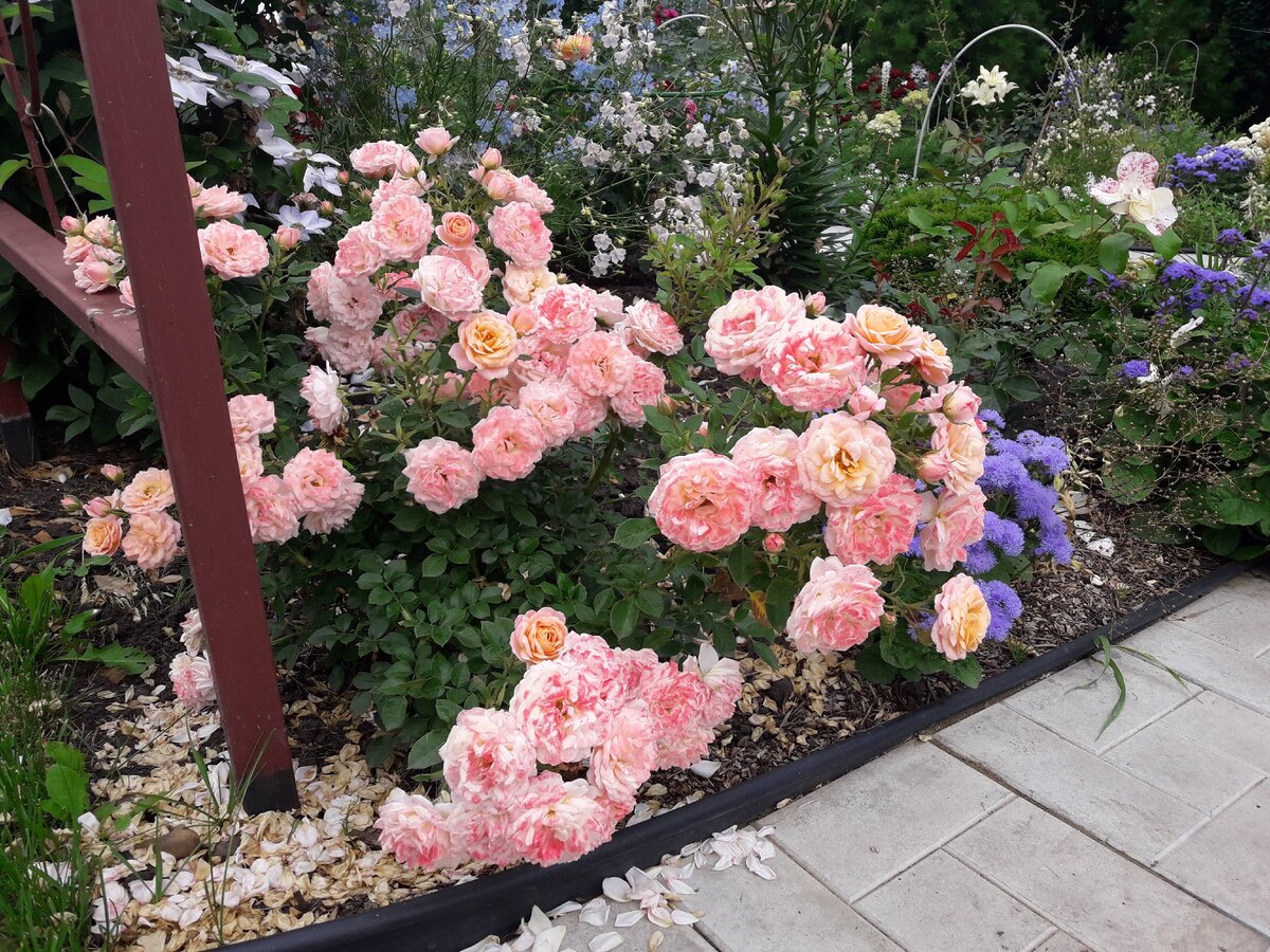 Peach Clementine, 7 лет