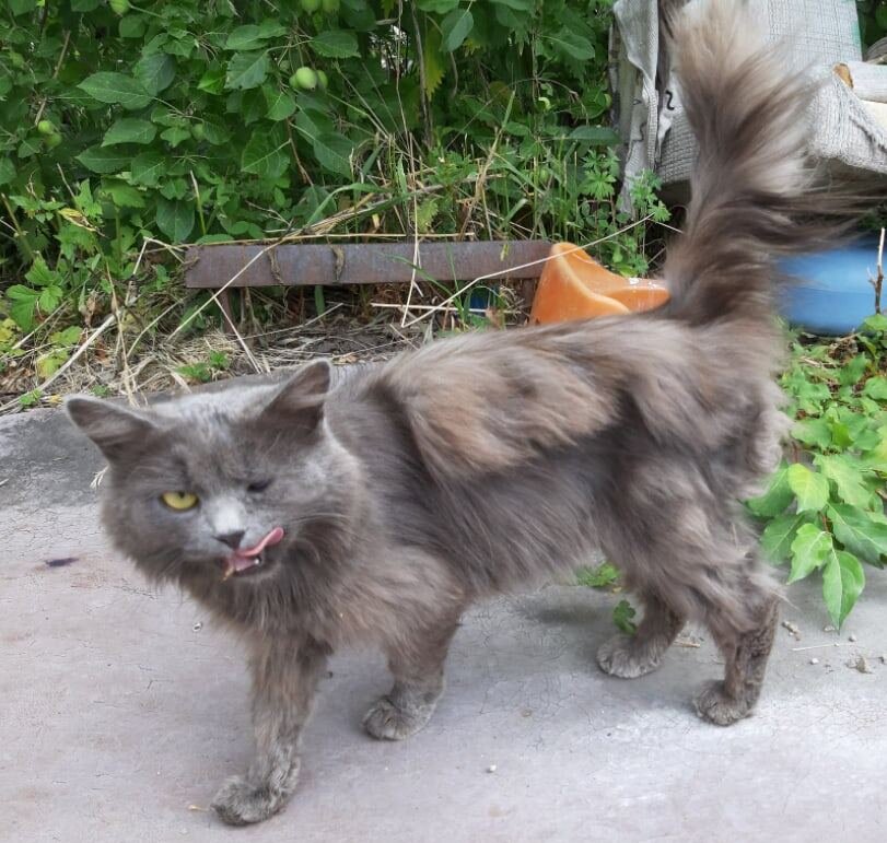 мама котят Лихо одноглазое.