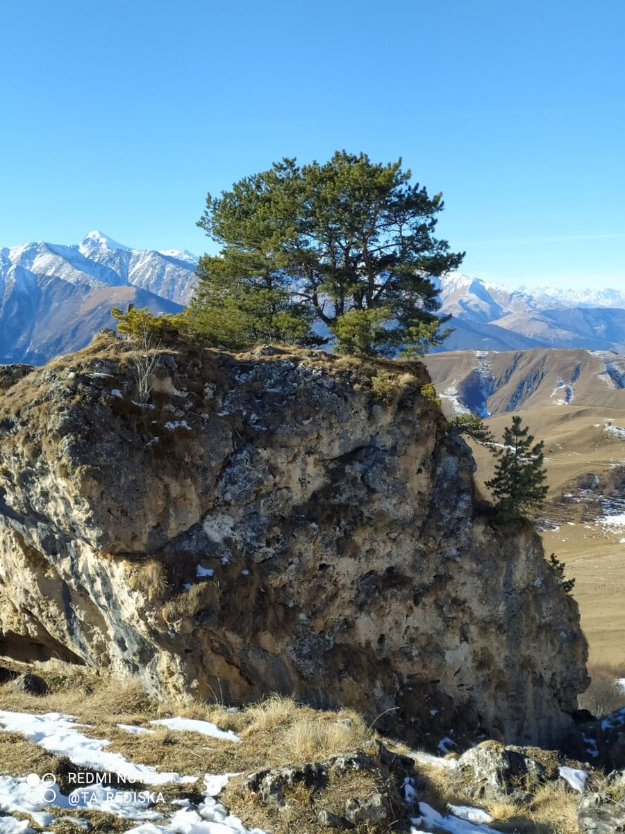 ...на голом утёсе сосна.
