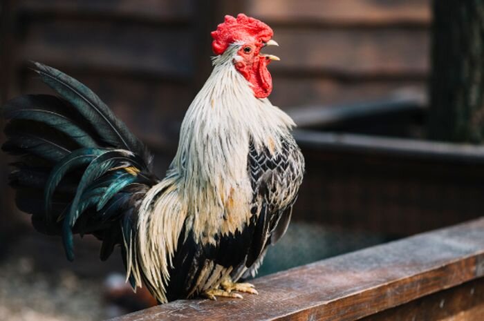 фото взято из инета