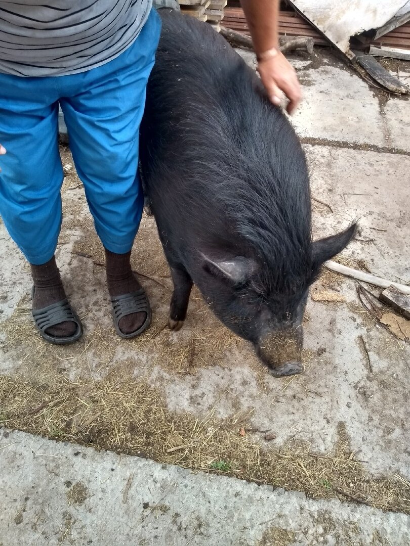 Фото автора. Свинка покупалась как вьетнамка.