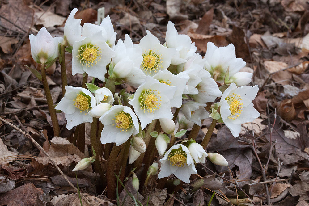 фото морозника с ресурса sazhaemsad. ru