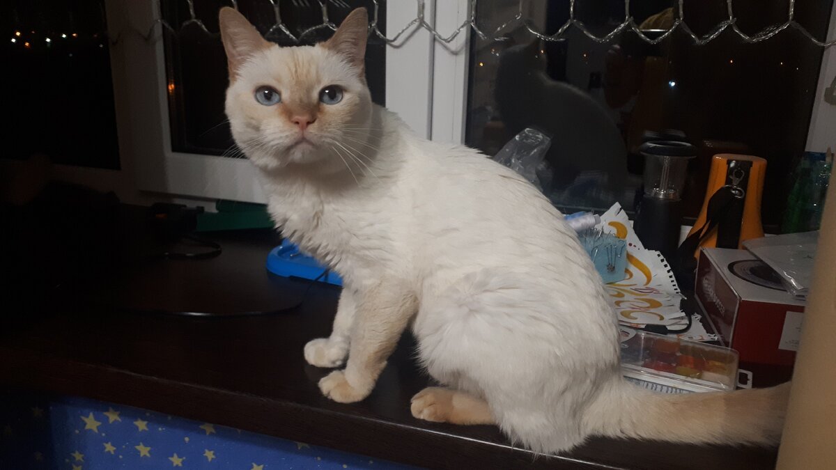 наглый забитый сиротка