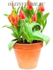 «Подари мне немного весны»: пять причин приобрести тюльпаны в вазе