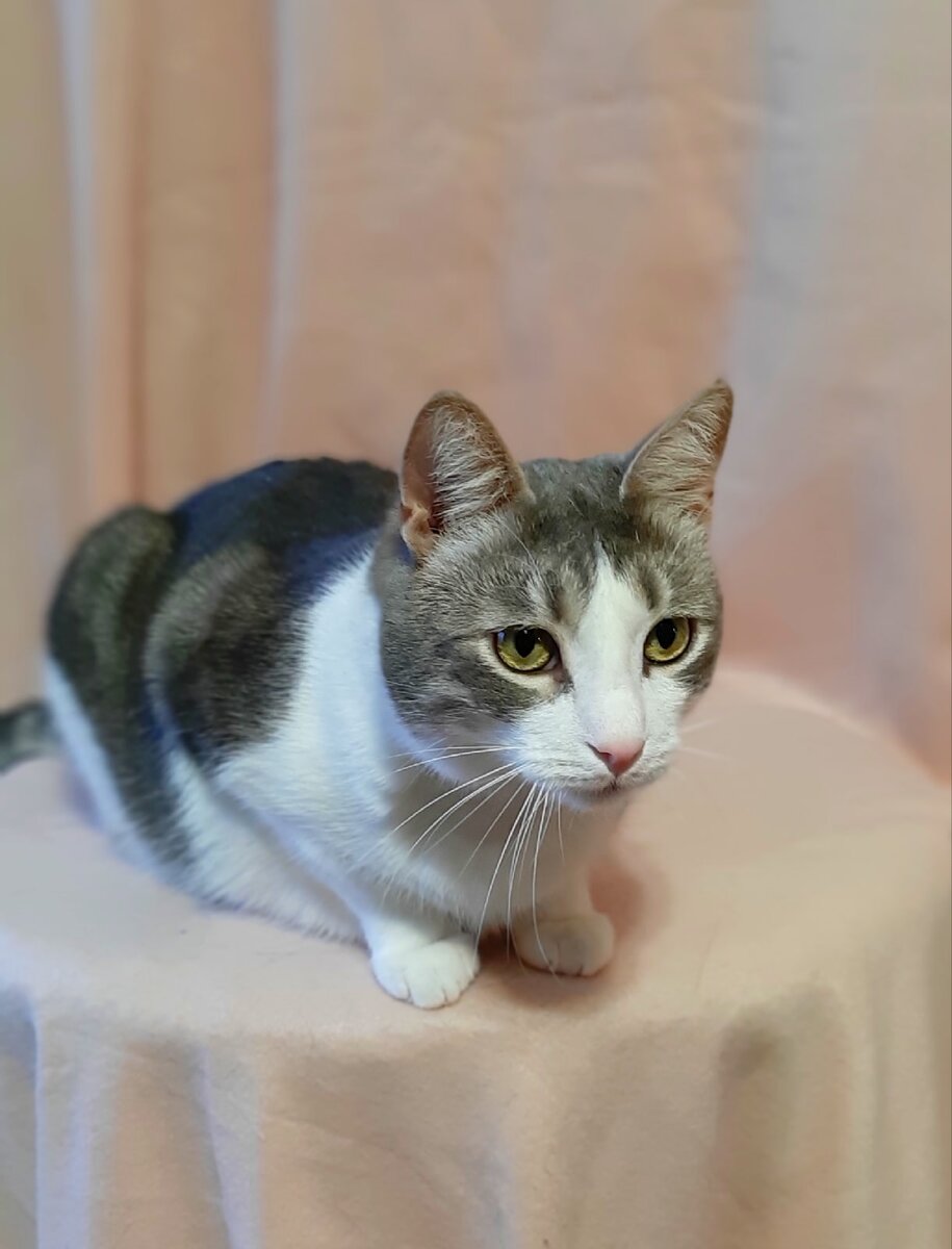 Степашка с янтарно-зеленоватыми глазами...