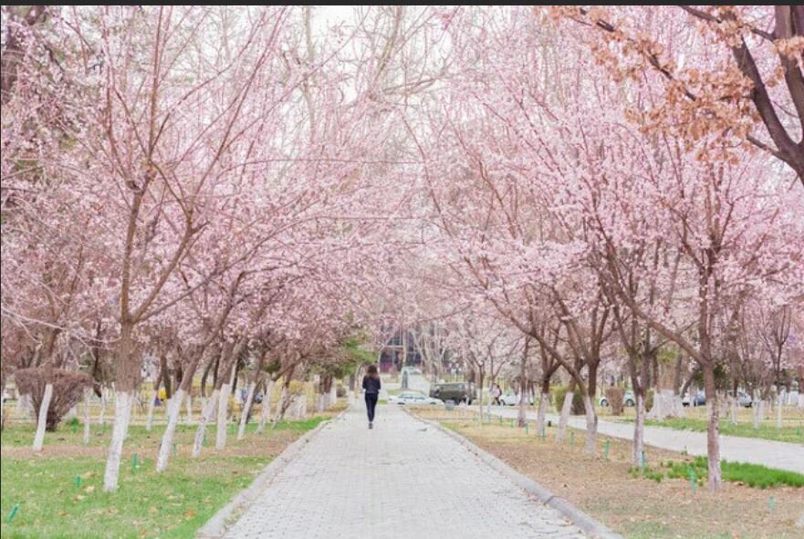 Ташкент цветет. Ташкент весной. Ташкент в апреле.