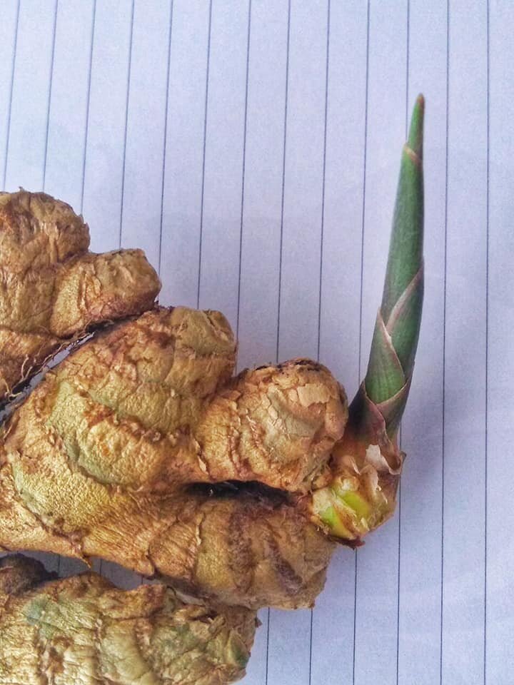 Так выглядел мой проросший корешок имбиря. (Фото автора).