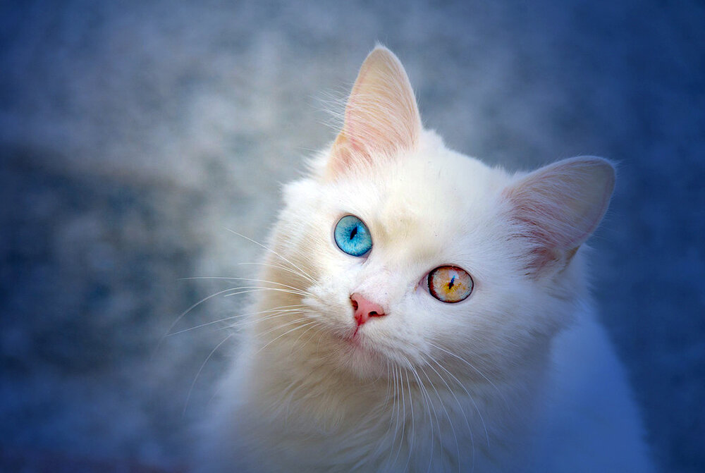 Ангорская Все фото интернет