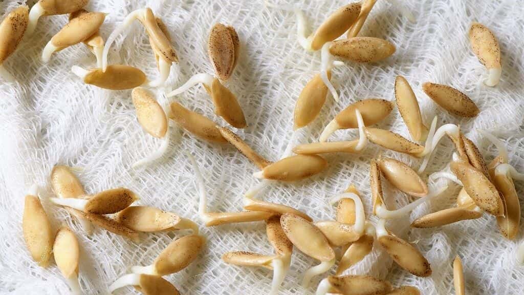 Семена проросли - пора сажать