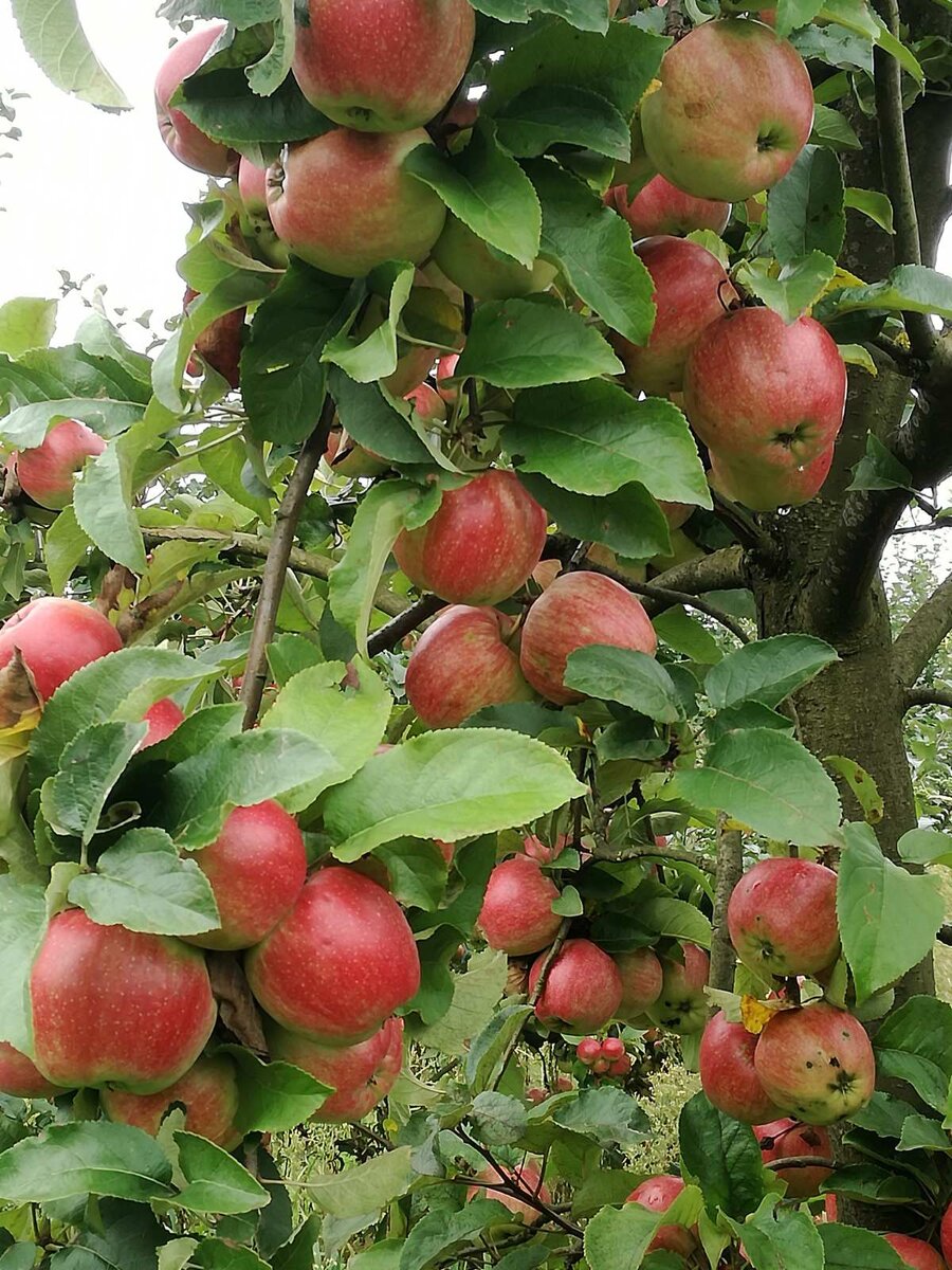 Удобряем яблоневый сад.