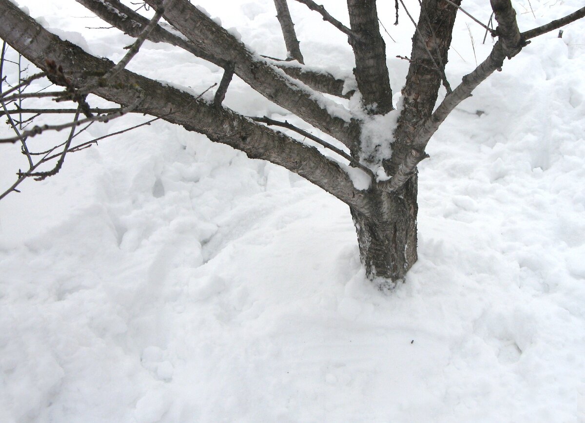 Снег исследование вывод. Снег из ваты. Искусственный снег из ваты. Можно ли использовать снег. Можно ли использовать снег.