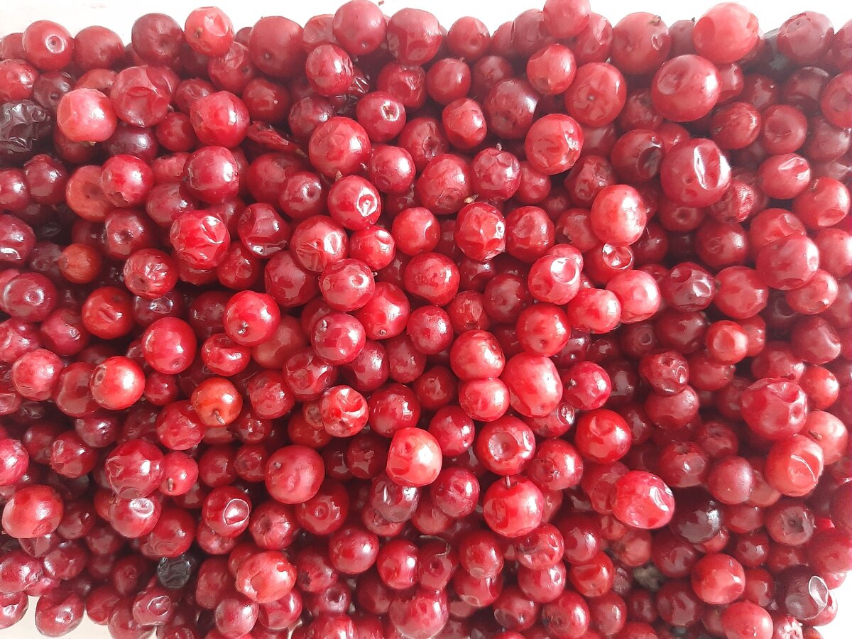 Брусника на хранении в контейнере без сахара, как свежая.