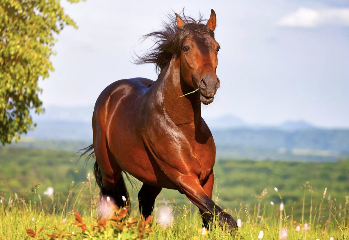 Лошадь на воле: забота или преступление? | Замкадочная женщина/Дела ...