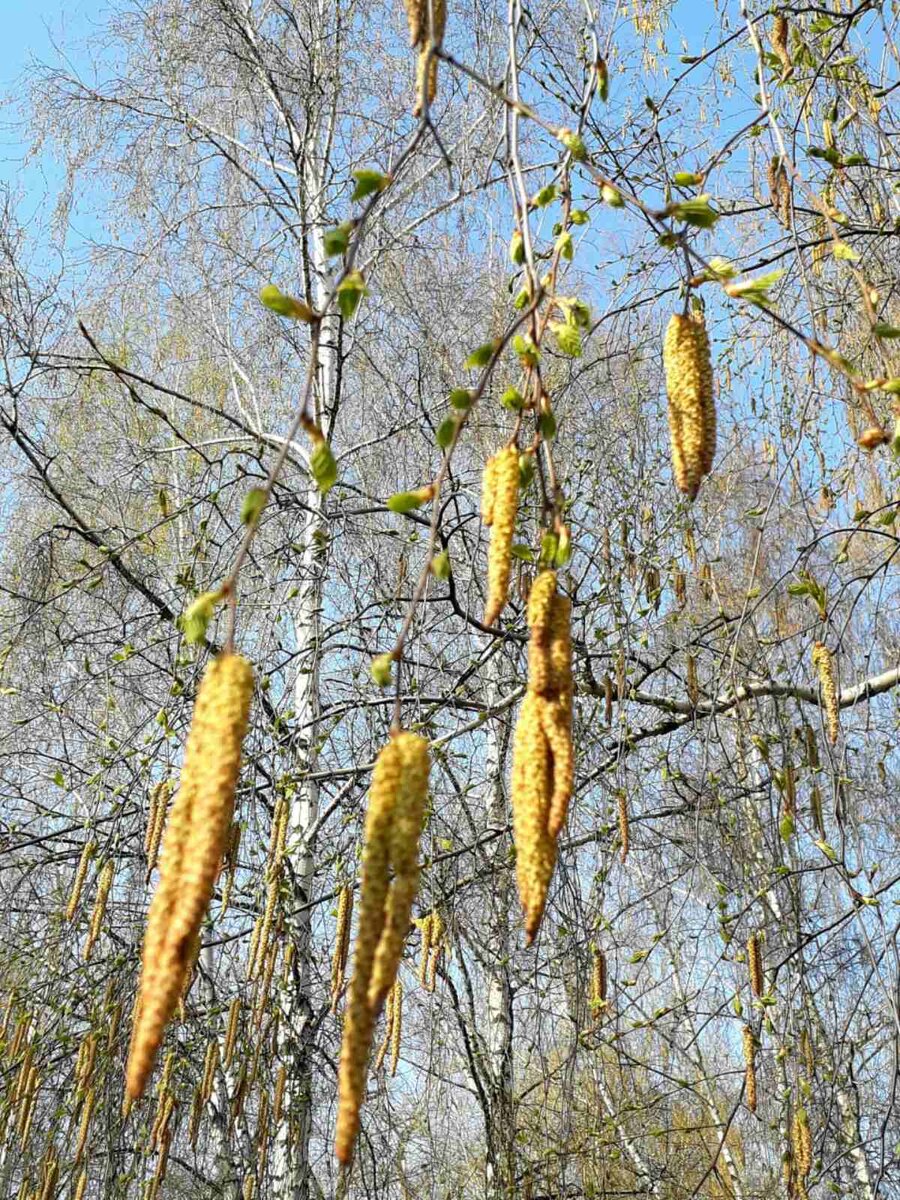 Березовые сережки /  Фото из личного архива