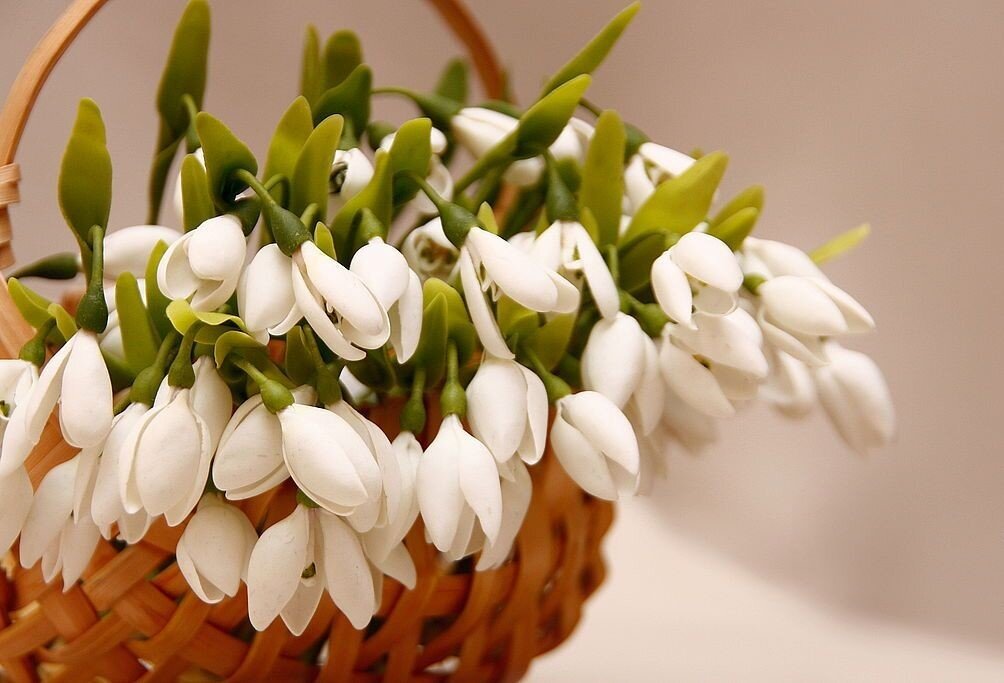 Бывает, что-то не клеится, плохо выходит, и в то же время чувствуешь что-то хорошее. Вспомнишь о хорошем и поймешь: это весна. М. М. Пришвин©️