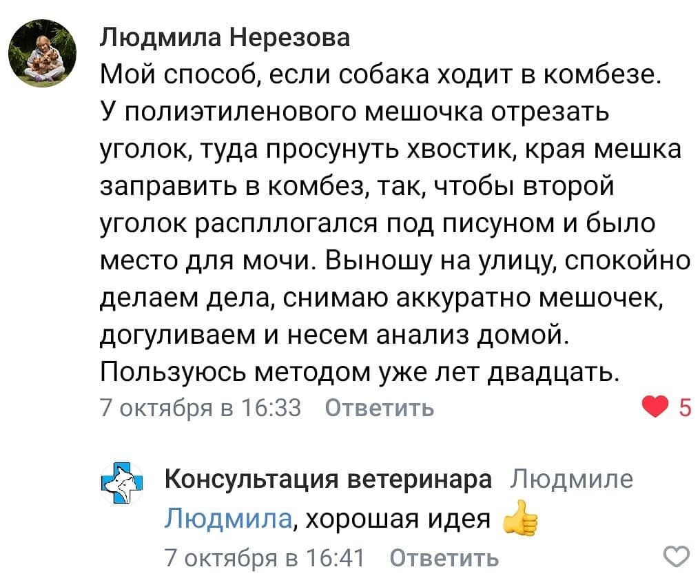 Как правильно собрать мочу у собаки на анализ: 3 эффективных лайфхака