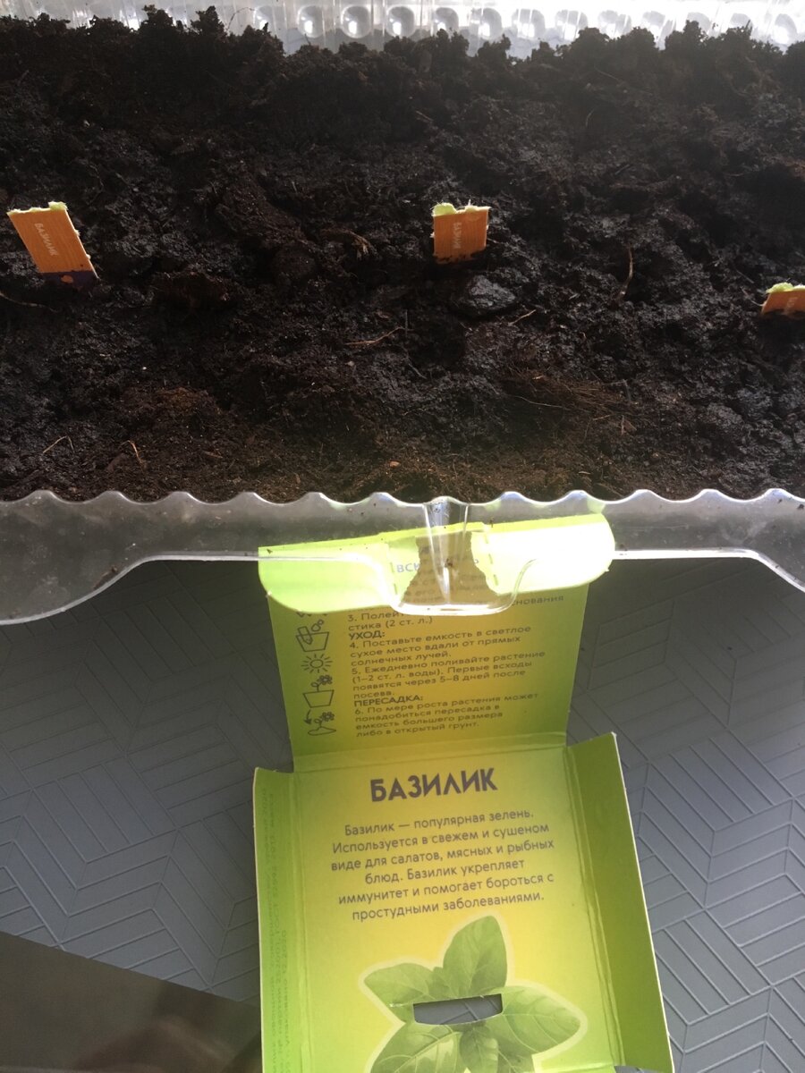 Посев базилика.Фото автора