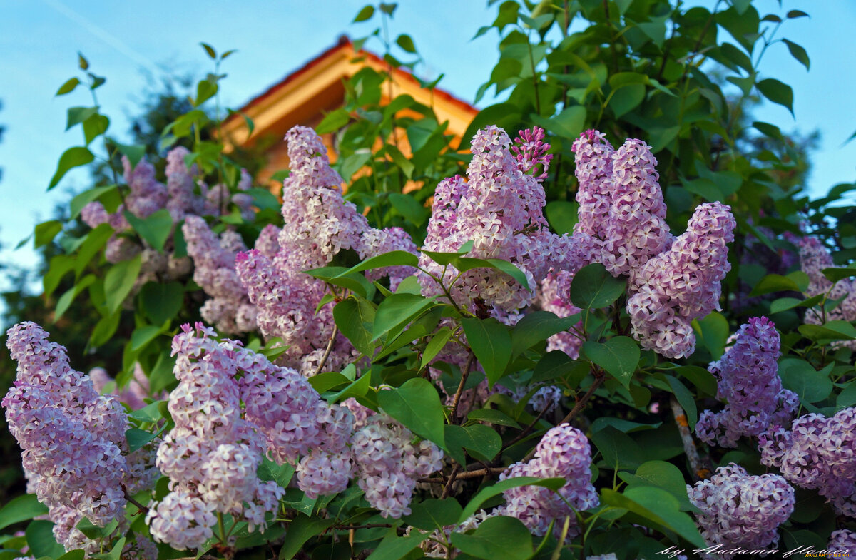 Песня цвела сирень в саду