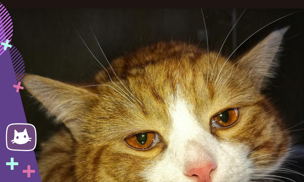 5 приёмов, как вернуть потерявшуюся кошку