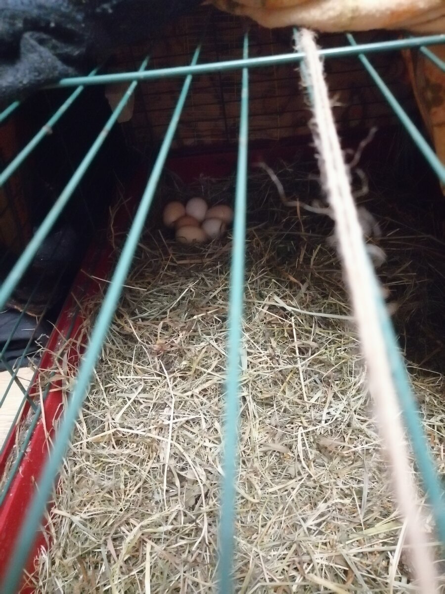 Те самые яйца. Фотографировала, пока курочка отходила кушать и пить.